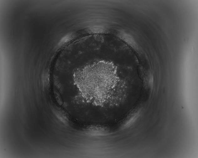 X0000085040207200703051358