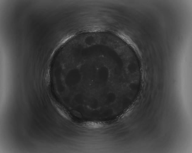 X0000085040250200703051357
