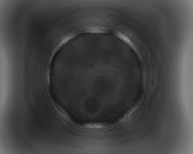 X0000085040299200703051357