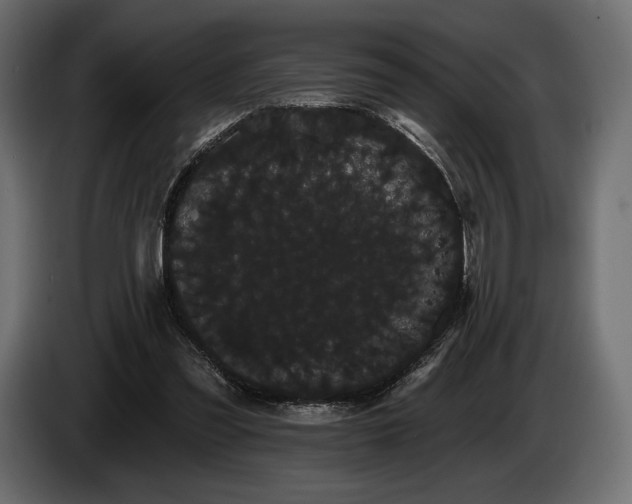 X0000085040301200703051357
