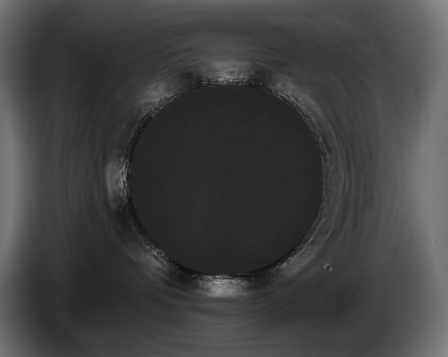 X0000085040336200703051356