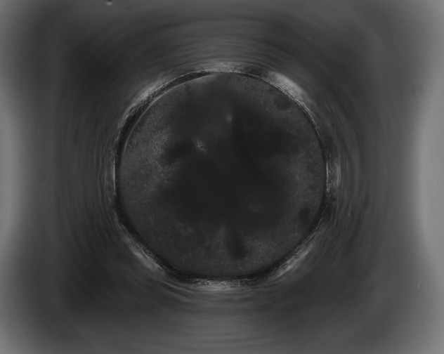 X0000085040349200703051356