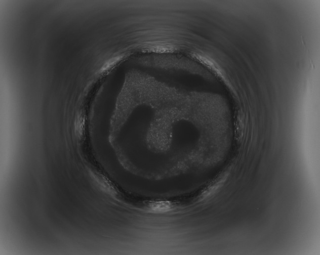 X0000085040355200703051356