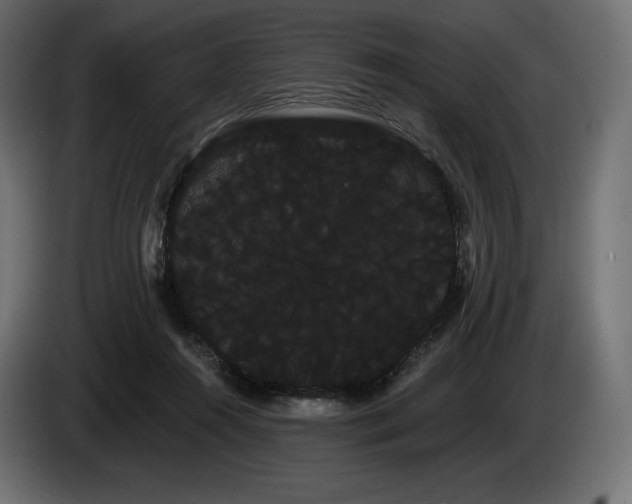 X0000085040360200703051356