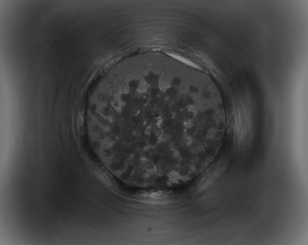 X0000085040365200703051356