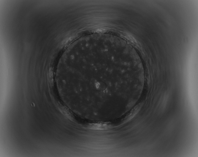 X0000085040366200703051356