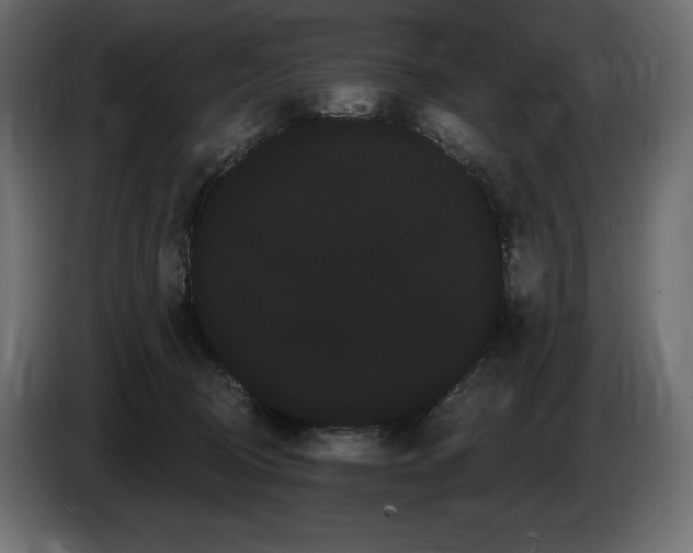 X0000085040370200703051356