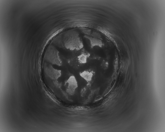 X0000085040390200703051356