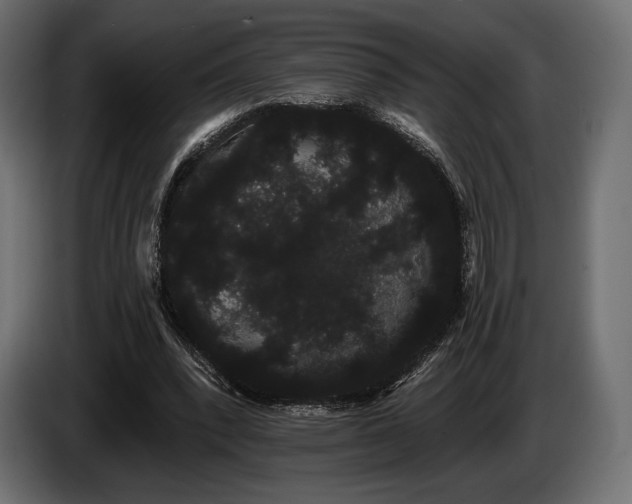 X0000085040392200703051356
