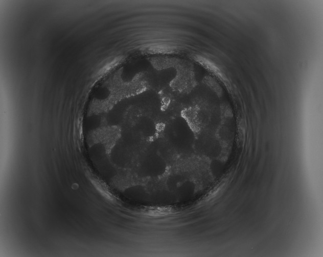 X0000085040398200703051356