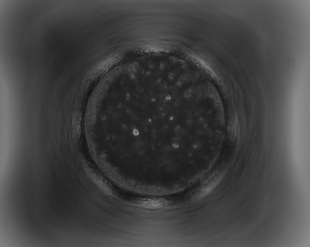 X0000085040402200703051355
