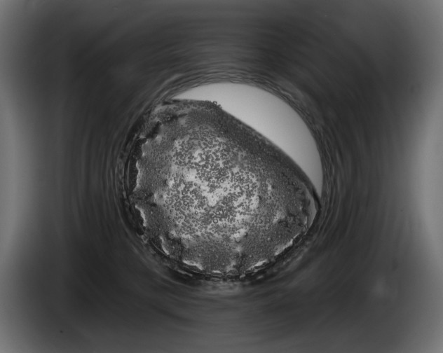 X0000085040421200703051355