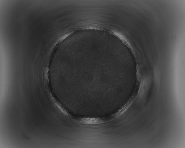 X0000085040449200703051355