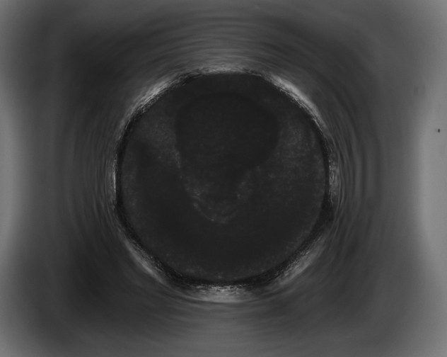 X0000085040493200703051354