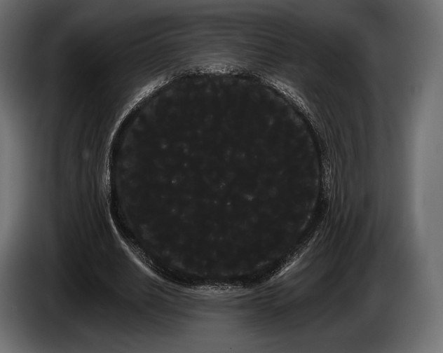 X0000085040630200703051352