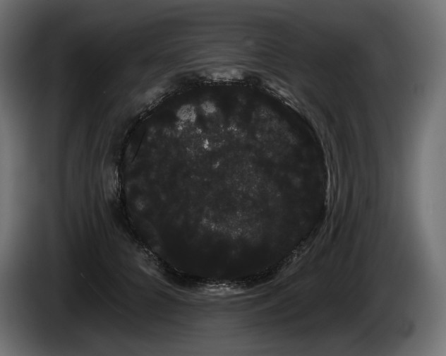 X0000085040704200703051351