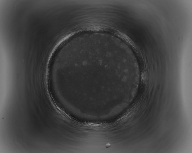 X0000085040724200703051350