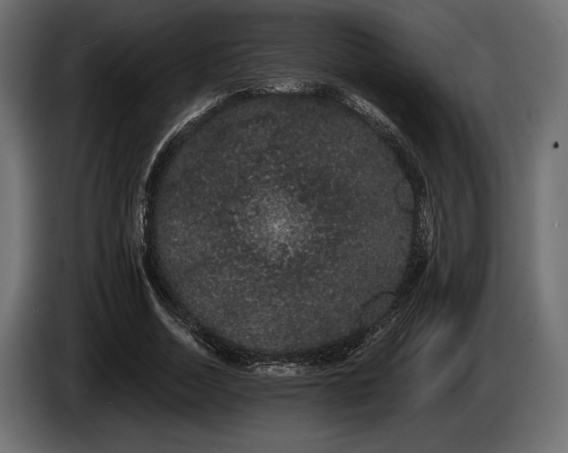 X0000085040730200703051350