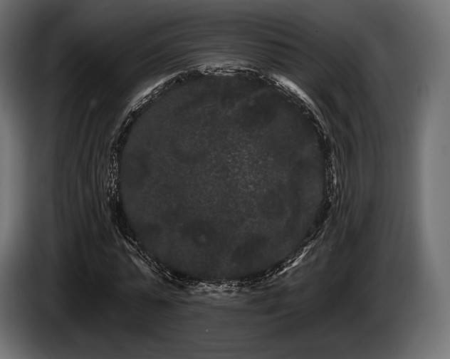 X0000085040775200703051350