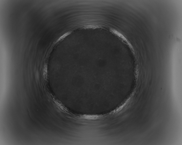 X0000085040825200703051349