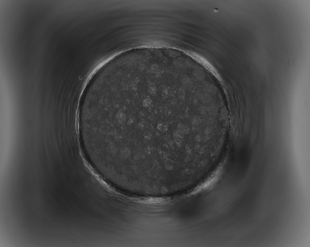 X0000085040839200703051349