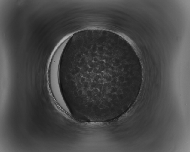 X0000085040864200703051350