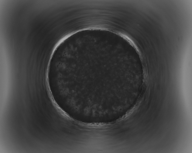 X0000085040952200703051348