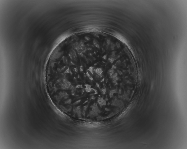 X0000085041090200703051346