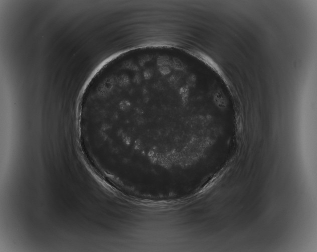 X0000085041124200703051345