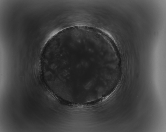X0000085041263200703051343