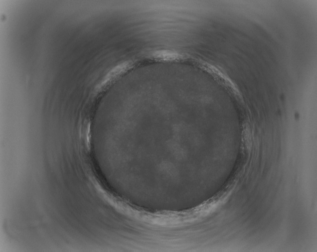 X0000085040024200703121445