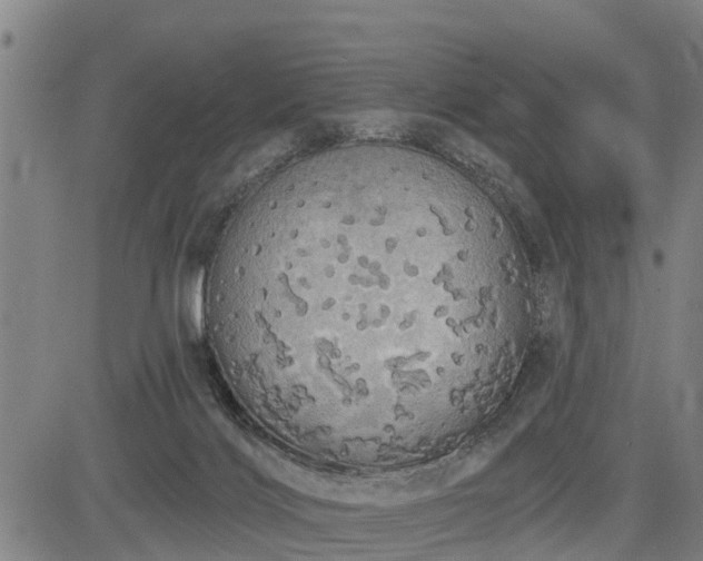 X0000085040028200703121445