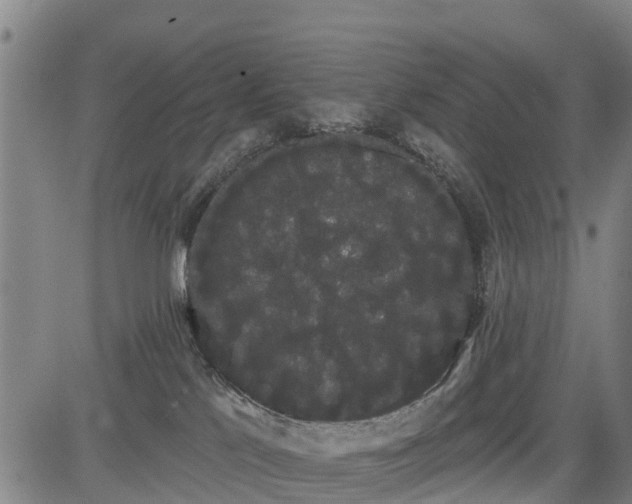 X0000085040041200703121445