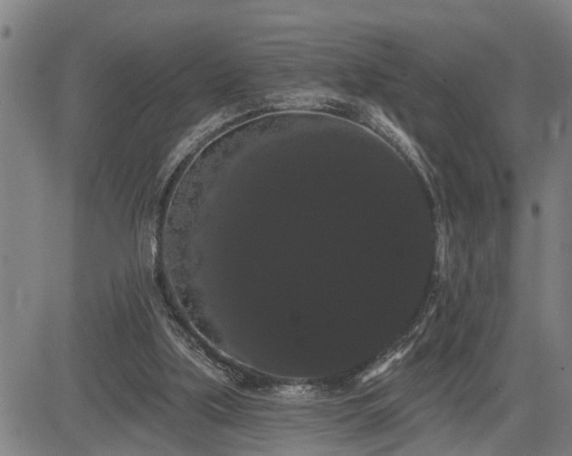 X0000085040059200703121444