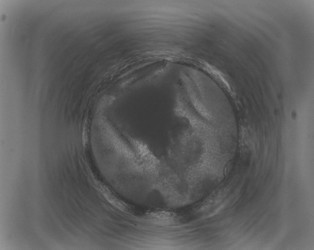 X0000085040069200703121444