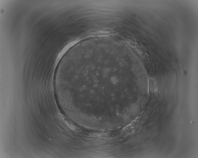 X0000085040147200703121442