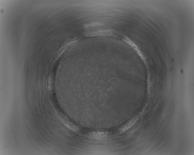 X0000085040161200703121442