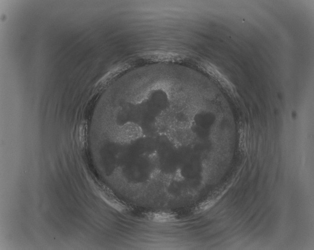 X0000085040165200703121442