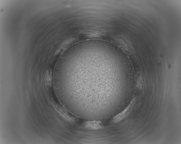 X0000085040179200703121443