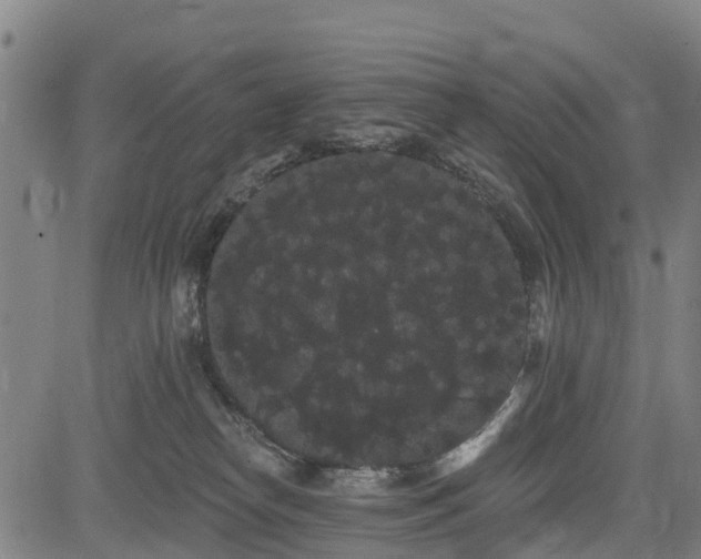 X0000085040182200703121443