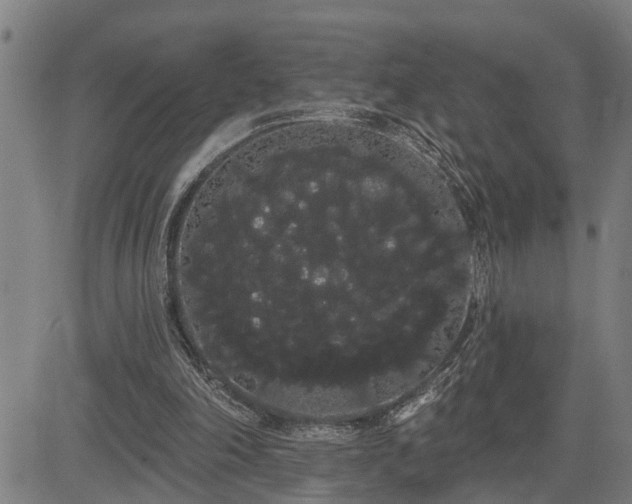 X0000085040198200703121442