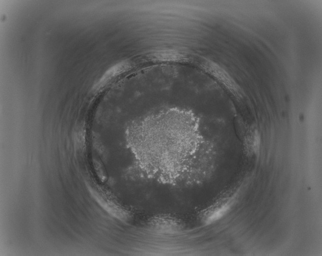 X0000085040207200703121442