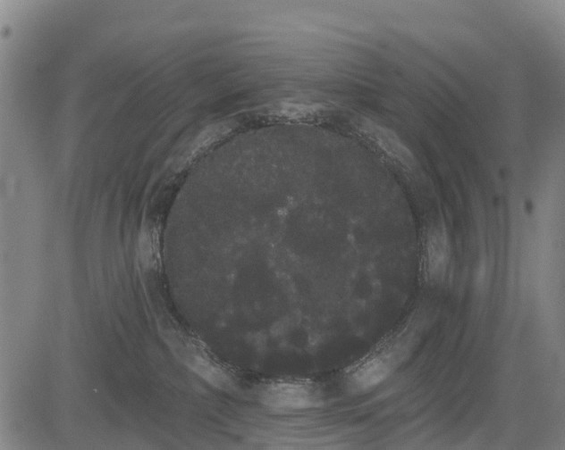 X0000085040236200703121441