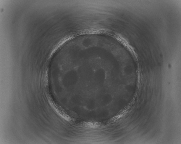 X0000085040250200703121441