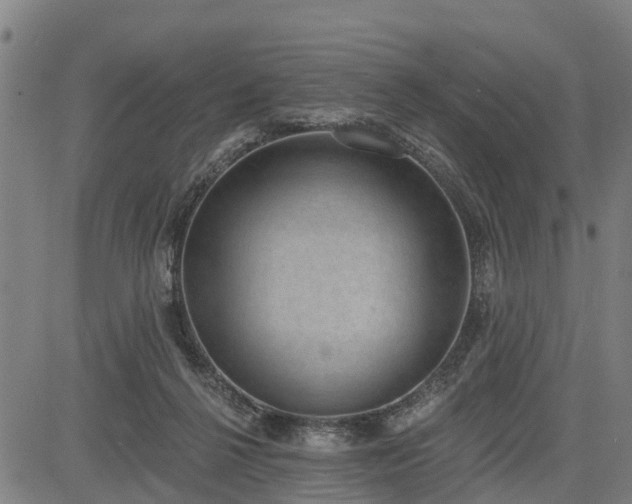 X0000085040264200703121441