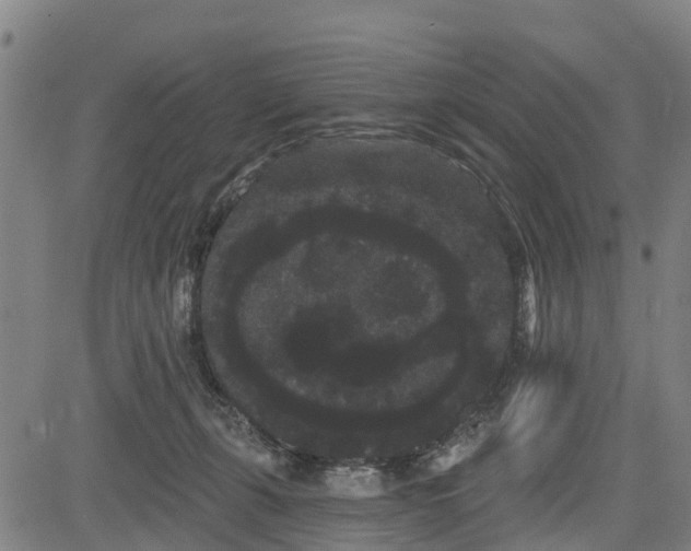 X0000085040271200703121441