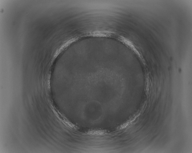 X0000085040299200703121440