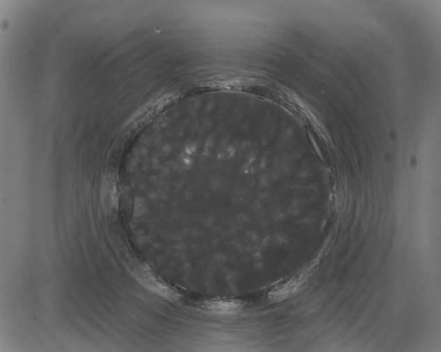 X0000085040313200703121440