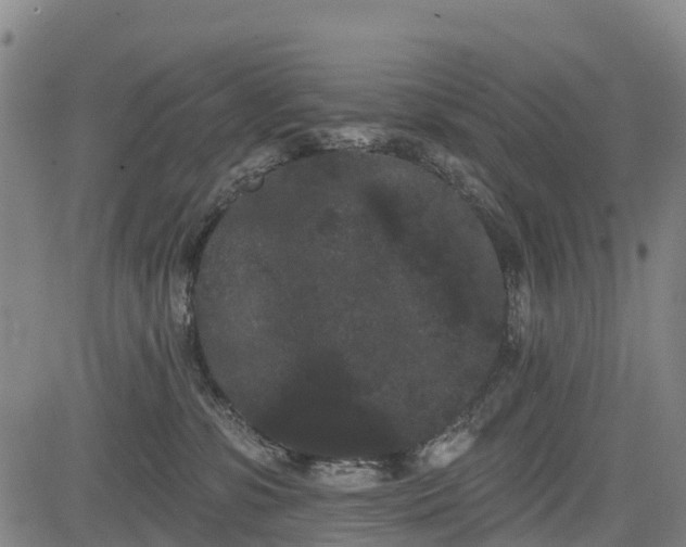 X0000085040331200703121440