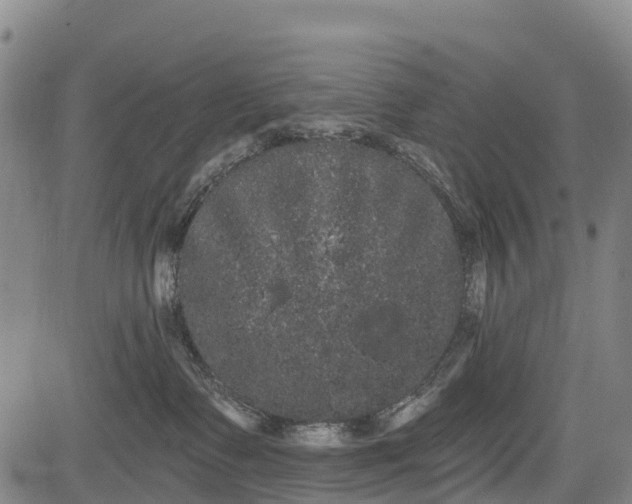 X0000085040335200703121440